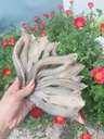 Sun-Dried Snakehead Fish